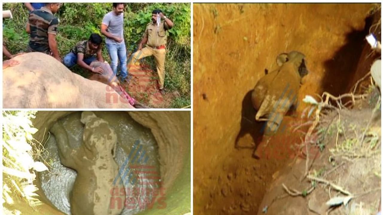 രക്ഷാപ്രവര്‍ത്തനം ഫലം കണ്ടില്ല; ആനക്കാം പൊയിലിൽ കിണറ്റിൽ വീണ കാട്ടാന ചരിഞ്ഞു