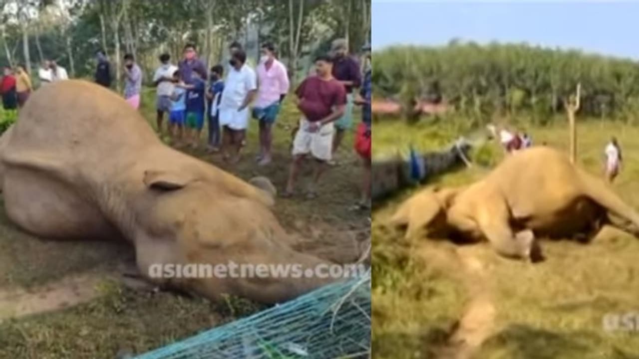 ആനക്കുട്ടിയടക്കം കേരളത്തിൽ ഇന്ന് ചെരിഞ്ഞത് മൂന്ന് കാട്ടാനകൾ ആനക്കുട്ടിയടക്കം കേരളത്തിൽ ഇന്ന് ചെരിഞ്ഞത് മൂന്ന് കാട്ടാനകൾ