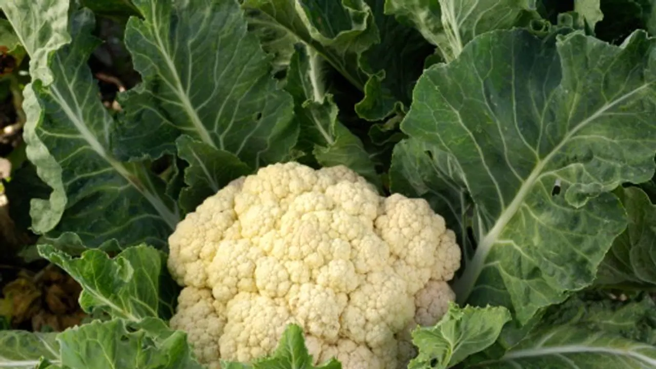 Cauliflower Price বেশ খানিকটা দাম কমেছে ফুলকপির,১২ থেকে ১৫ টাকায় বিক্রি হচ্ছে শীতকালীন এই সবজি Cauliflower Price বেশ খানিকটা দাম কমেছে ফুলকপির,১২ থেকে ১৫ টাকায় বিক্রি হচ্ছে শীতকালীন এই সবজি
