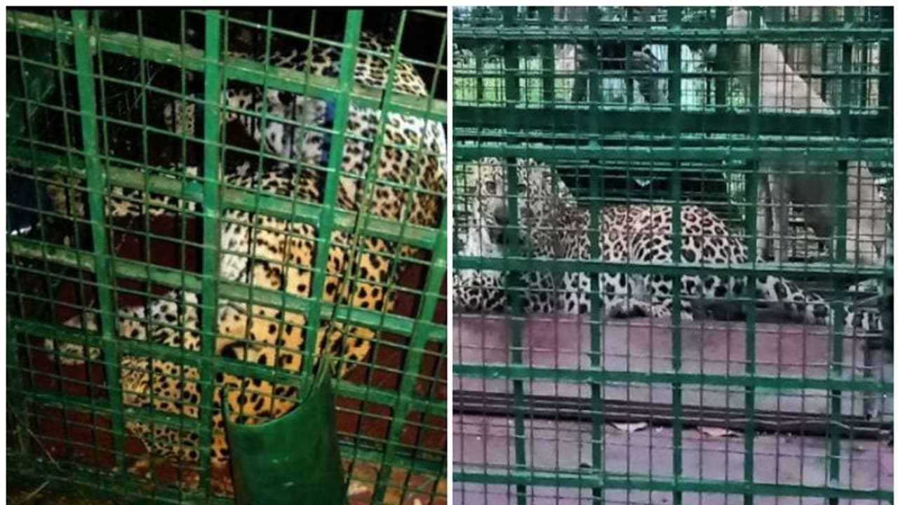 പാലക്കാട് നാടിറെ വിറപ്പിച്ച പുലി വനംവകുപ്പിന്റെ കെണിയിൽ കുടുങ്ങി പാലക്കാട് നാടിറെ വിറപ്പിച്ച പുലി വനംവകുപ്പിന്റെ കെണിയിൽ കുടുങ്ങി