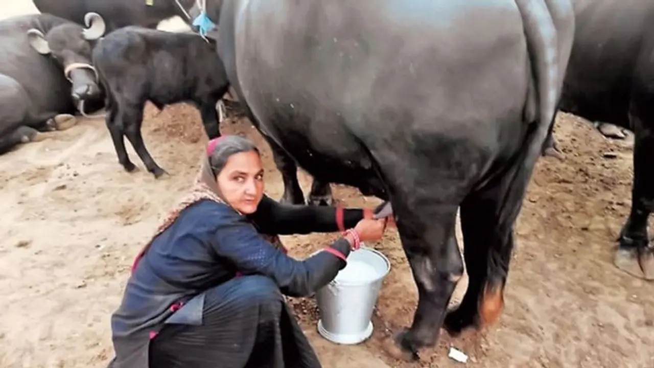 <p>A 62 year old woman from Gujarat has done a wonderful job by selling milk worth 10 million rupees in just one year</p>
<p>A 62 year old woman from Gujarat has done a wonderful job by selling milk worth 10 million rupees in just one year</p>