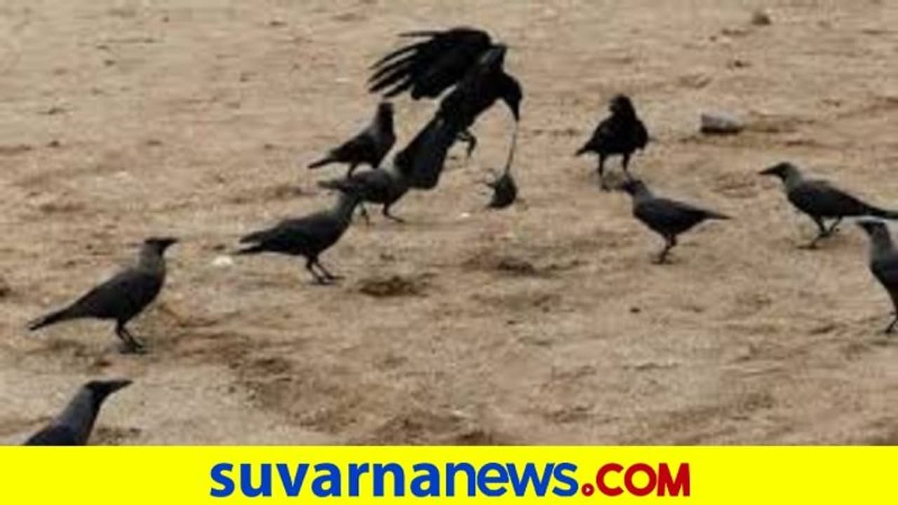 ಕೊರೊನಾ ಬೆನ್ನಲ್ಲೇ ಮತ್ತೊಂದು ಗಂಡಾಂತರ..? ಕೊರೊನಾ ಬೆನ್ನಲ್ಲೇ ಮತ್ತೊಂದು ಗಂಡಾಂತರ..?