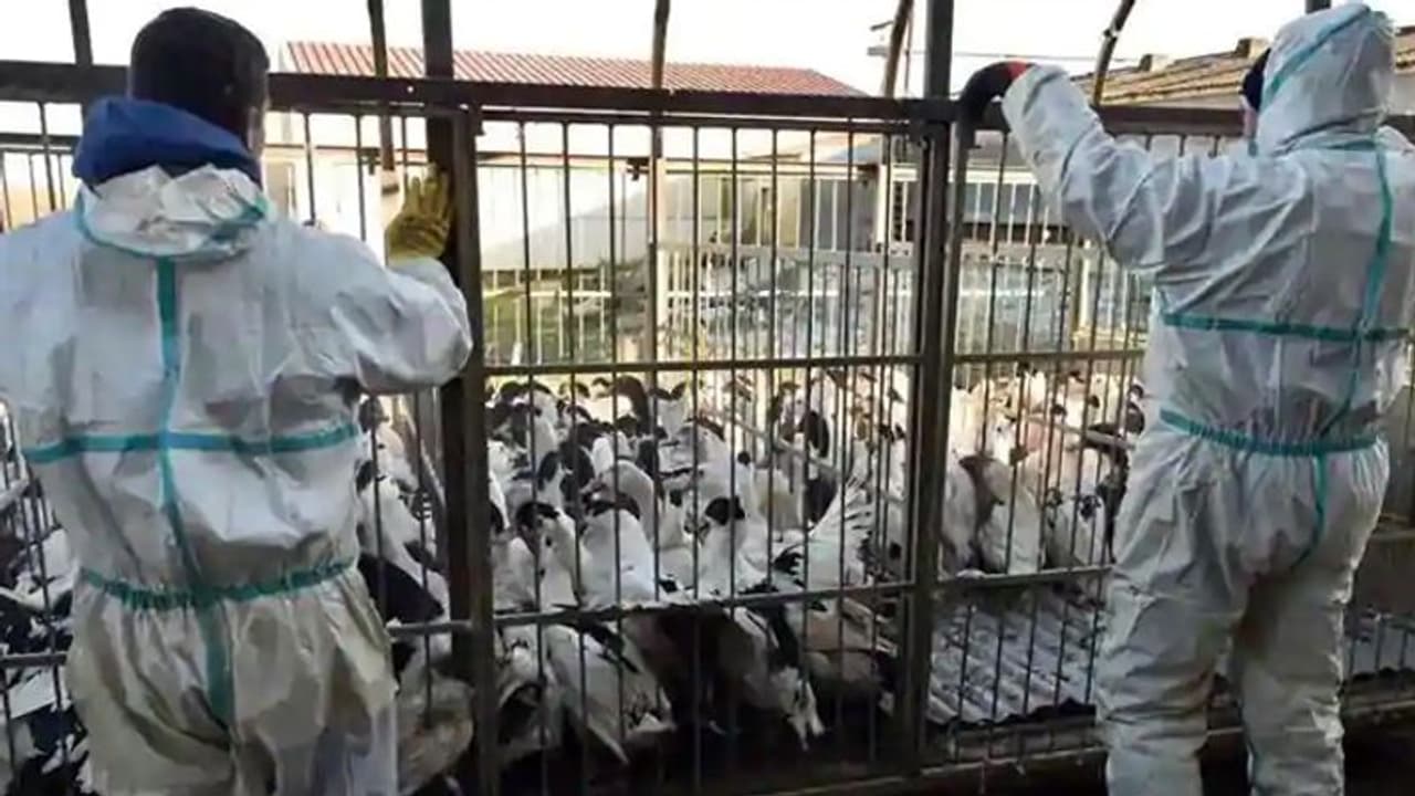 कोरोना के बाद बर्ड फ्लू वायरस का खतरा बढ़ा, केरल में सामने आया केस, 12,000 बत्तखों की मौत कोरोना के बाद बर्ड फ्लू वायरस का खतरा बढ़ा, केरल में सामने आया केस, 12,000 बत्तखों की मौत