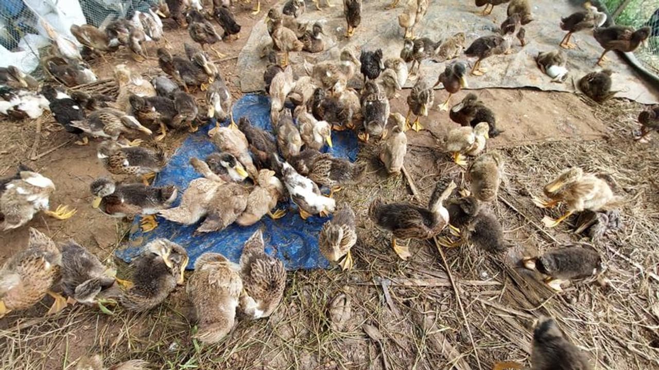 പക്ഷിപ്പനി സ്ഥിരീകരിച്ച ആലപ്പുഴയിലും കോട്ടയത്തും പ്രതിരോധ നടപടികൾ; വളർത്തുപക്ഷികളെ കൊന്നൊടുക്കും പക്ഷിപ്പനി സ്ഥിരീകരിച്ച ആലപ്പുഴയിലും കോട്ടയത്തും പ്രതിരോധ നടപടികൾ; വളർത്തുപക്ഷികളെ കൊന്നൊടുക്കും