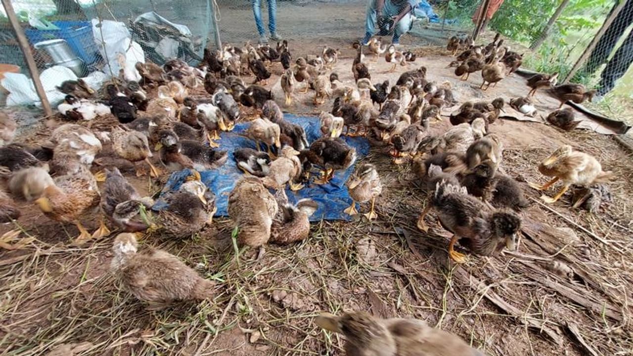 ಕೊರೋನಾ ಮಧ್ಯೆ ದೇಶಕ್ಕೆ ಹಕ್ಕಿಜ್ವರ ಆಘಾತ! ಕೊರೋನಾ ಮಧ್ಯೆ ದೇಶಕ್ಕೆ ಹಕ್ಕಿಜ್ವರ ಆಘಾತ!