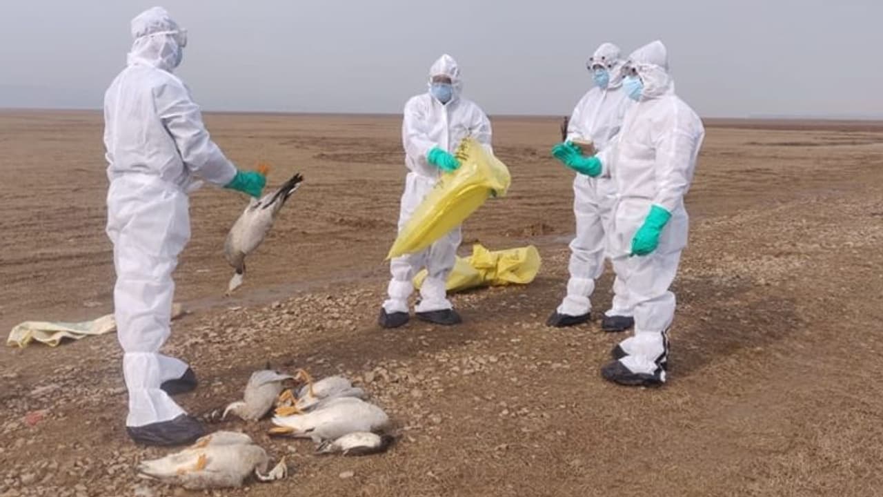 പക്ഷിപ്പനി: എട്ട് സംസ്ഥാനങ്ങളിൽ ജാ​ഗ്രത നിർദ്ദേശം; നിരീക്ഷണത്തിന് ദില്ലിയില്‍ കണ്‍ട്രോള്‍ റൂം