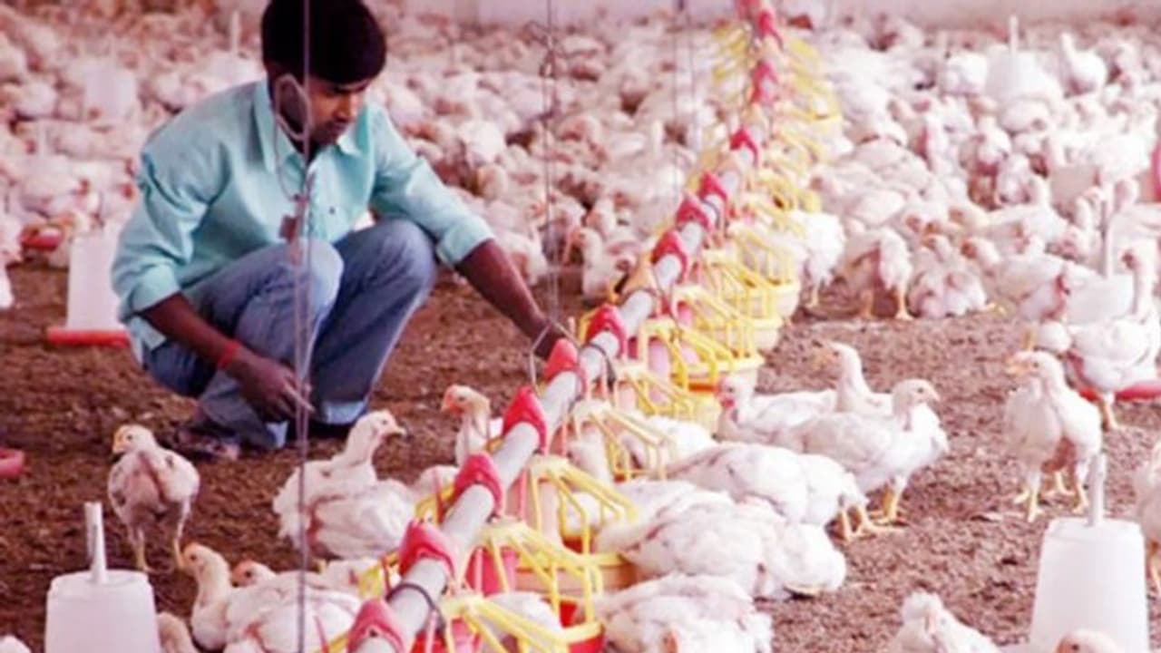 हरियाणा में एक लाख मुर्गियों की मौत..इंसानों भी खौफ, कोरोना से ज्यादा खतरनाक साबित हो रहा ये वायरस हरियाणा में एक लाख मुर्गियों की मौत..इंसानों भी खौफ, कोरोना से ज्यादा खतरनाक साबित हो रहा ये वायरस