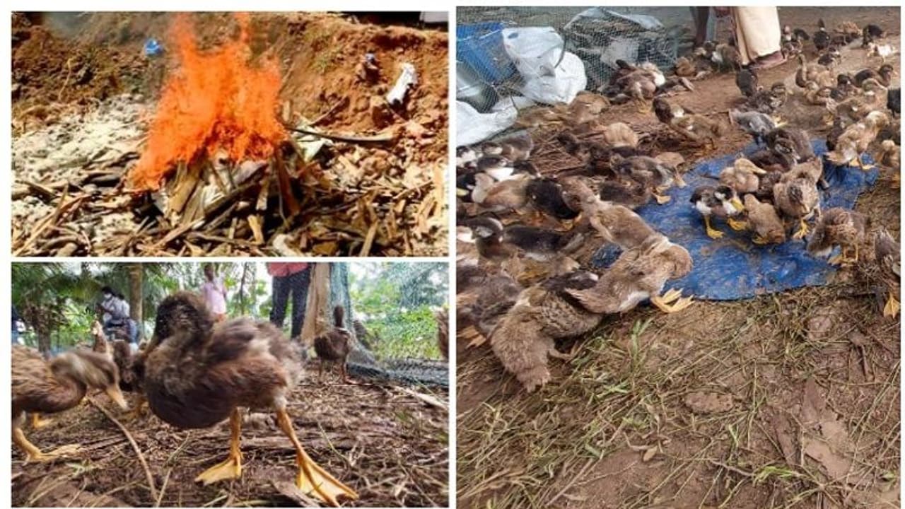 പക്ഷിപ്പനി സംസ്ഥാന ദുരന്തമായി പ്രഖ്യാപിച്ച് കേന്ദ്രം, പക്ഷികളെ കൊന്നൊടുക്കുന്നു, ആശങ്ക വേണ്ടെന്ന് അധികൃതർ പക്ഷിപ്പനി സംസ്ഥാന ദുരന്തമായി പ്രഖ്യാപിച്ച് കേന്ദ്രം, പക്ഷികളെ കൊന്നൊടുക്കുന്നു, ആശങ്ക വേണ്ടെന്ന് അധികൃതർ