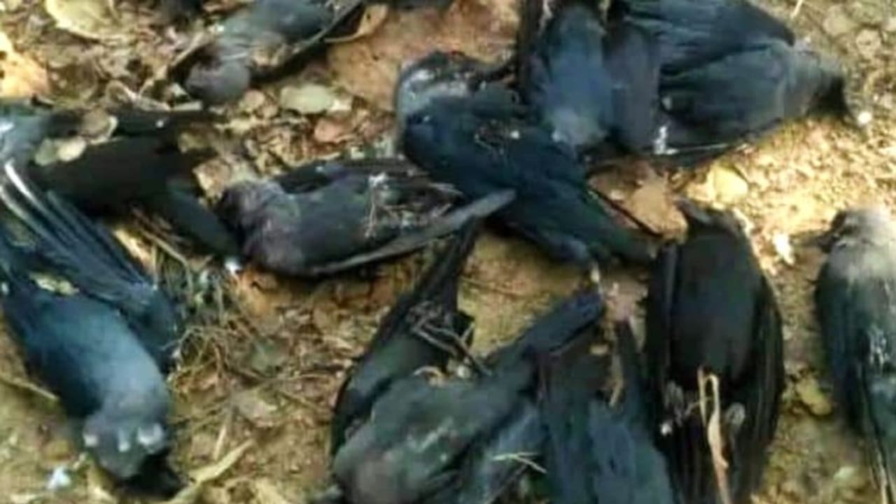 Bird flu: 30 crows found dead in UP's Etawah; avian flu common in winter, don’t panic, says govt Bird flu: 30 crows found dead in UP's Etawah; avian flu common in winter, don’t panic, says govt
