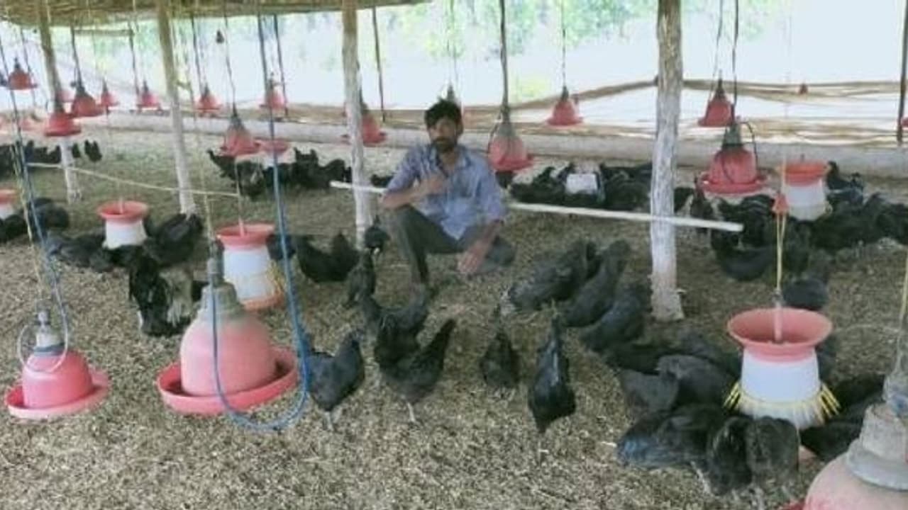 MP में बढ़ा इस वायरस का खतरा, फड़ फड़ाकर मर रहे पक्षी, मंदसौर में बंद रहेंगी अंडे चिकन की दुकानें MP में बढ़ा इस वायरस का खतरा, फड़ फड़ाकर मर रहे पक्षी, मंदसौर में बंद रहेंगी अंडे चिकन की दुकानें