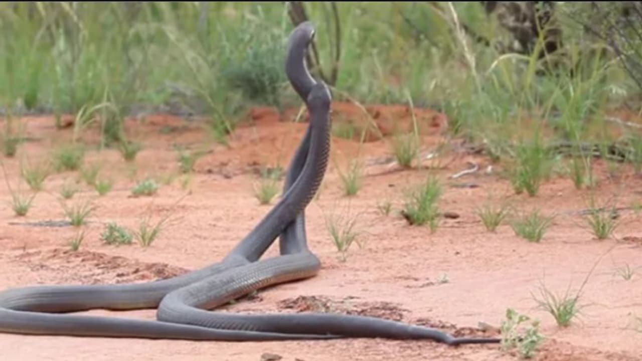 വിഷപ്പാമ്പുകള്‍ തമ്മില്‍ ഉഗ്രന്‍ പോര്; വൈറലായി വീഡിയോ...