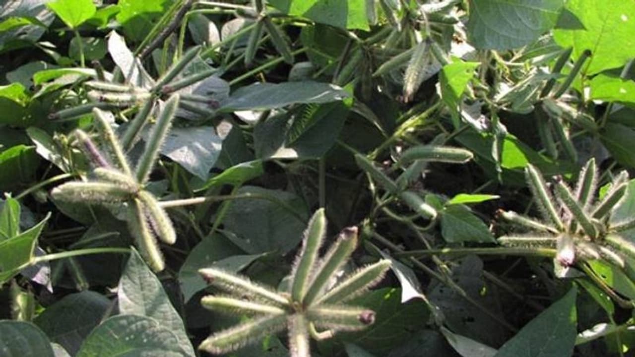 ഉഴുന്ന് കൃഷി ചെയ്യാം; പ്രതികൂല കാലാവസ്ഥയിലും അതിജീവിക്കുന്ന പയര്വര്ഗവിള ഉഴുന്ന് കൃഷി ചെയ്യാം; പ്രതികൂല കാലാവസ്ഥയിലും അതിജീവിക്കുന്ന പയര്വര്ഗവിള