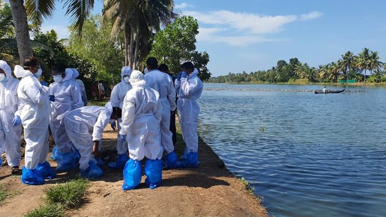 പക്ഷിപ്പനി: 10 ദിവസം കര്ശന നിരീക്ഷണം, ധനസഹായം പ്രഖ്യാപിച്ച് സര്ക്കാര്, അപര്യാപ്തമെന്ന് കര്ഷകര് പക്ഷിപ്പനി: 10 ദിവസം കര്ശന നിരീക്ഷണം, ധനസഹായം പ്രഖ്യാപിച്ച് സര്ക്കാര്, അപര്യാപ്തമെന്ന് കര്ഷകര്