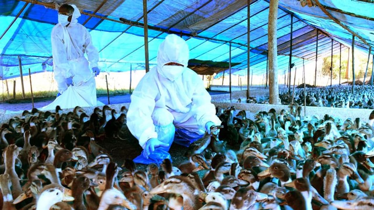 പക്ഷിപ്പനി സ്ഥിരീകരിച്ച കോട്ടയം,ആലപ്പുഴ ജില്ലകളിൽ കേന്ദ്രസംഘം എത്തും പക്ഷിപ്പനി സ്ഥിരീകരിച്ച കോട്ടയം,ആലപ്പുഴ ജില്ലകളിൽ കേന്ദ്രസംഘം എത്തും