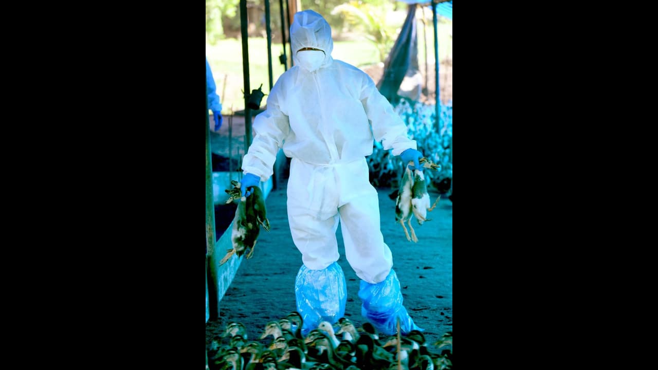 ಕೊರೋನಾ ಭೀತಿ ಮಧ್ಯೆ ಹಕ್ಕಿ ಜ್ವರ: ರಾಜ್ಯಗಳಿಗೆ ಎಚ್ಚರಿಕೆ ಕೊಟ್ಟ ಕೇಂದ್ರ ಸರ್ಕಾರ ಕೊರೋನಾ ಭೀತಿ ಮಧ್ಯೆ ಹಕ್ಕಿ ಜ್ವರ: ರಾಜ್ಯಗಳಿಗೆ ಎಚ್ಚರಿಕೆ ಕೊಟ್ಟ ಕೇಂದ್ರ ಸರ್ಕಾರ