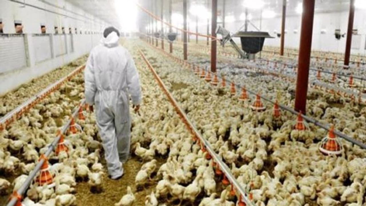 हरियाणा में हड़कंप: अचानक 4 लाख से ज्यादा मुर्गियों की मौत, पूरे राज्य में जारी किया अलर्ट... हरियाणा में हड़कंप: अचानक 4 लाख से ज्यादा मुर्गियों की मौत, पूरे राज्य में जारी किया अलर्ट...