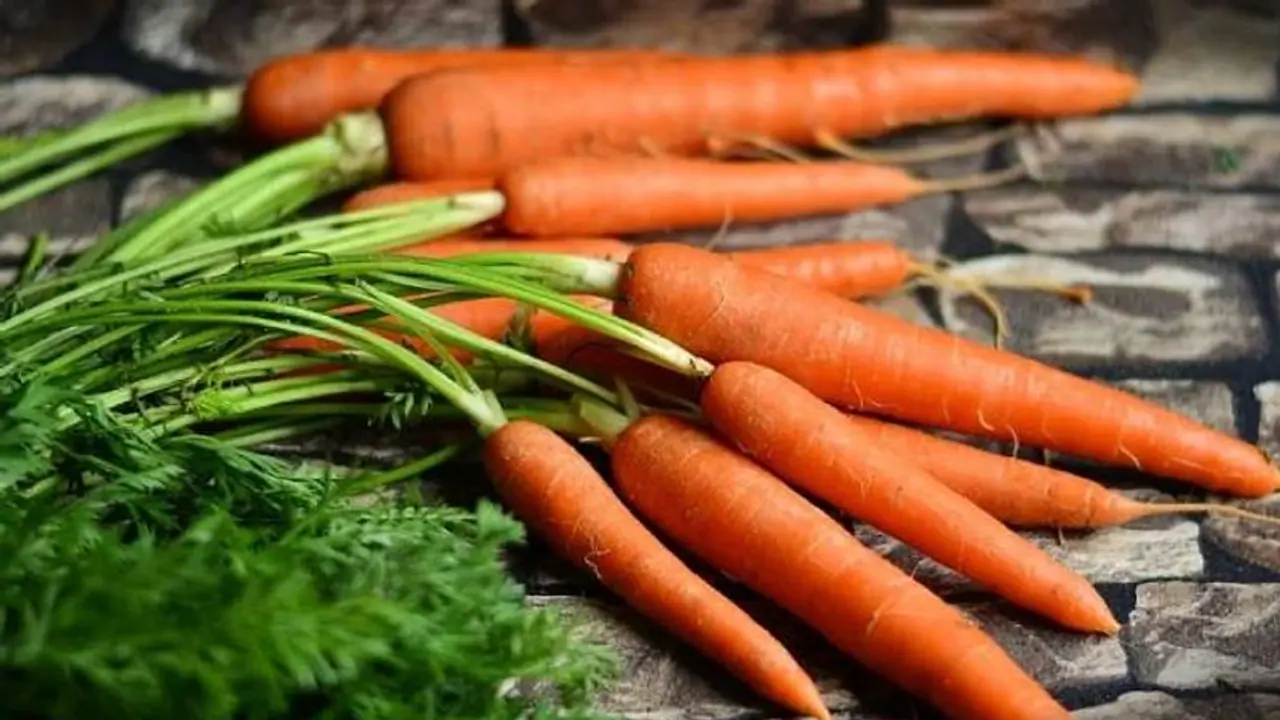 കാരറ്റിനെ ബാധിക്കുന്ന അസുഖങ്ങള്‍ തിരിച്ചറിയാം; ഇലകളില്‍ കാണപ്പെടുന്ന മാറ്റങ്ങള്‍ മനസിലാക്കാം
