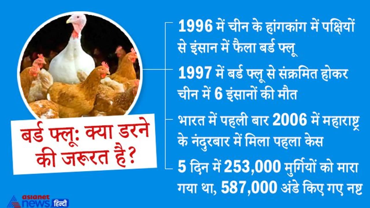 24 साल पहले चीन में बर्ड फ्लू से इंसानों की मौत हुई थी, अब भारत में बढ़ा खतरा, क्या इससे डरने की जरूरत है? 24 साल पहले चीन में बर्ड फ्लू से इंसानों की मौत हुई थी, अब भारत में बढ़ा खतरा, क्या इससे डरने की जरूरत है?