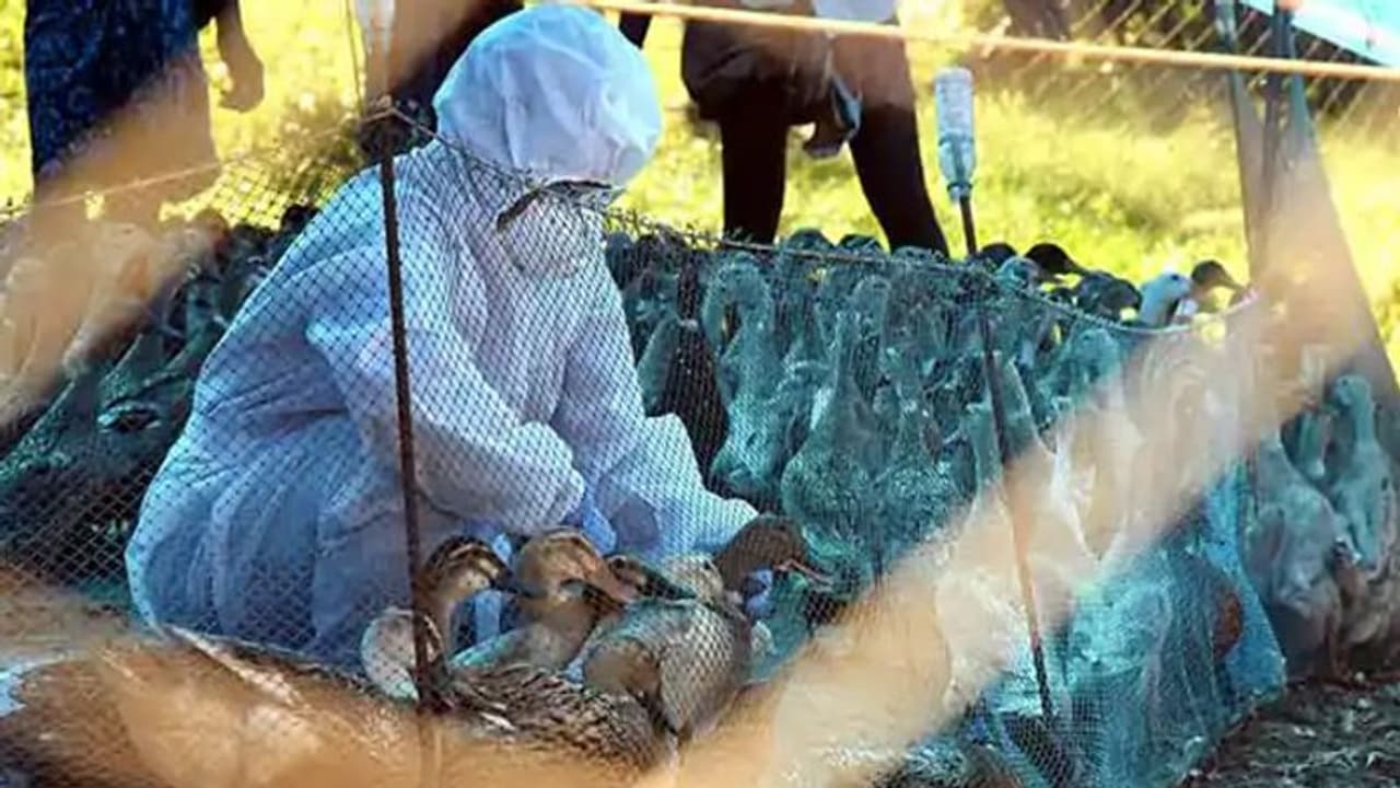 പക്ഷിപ്പനി: കേന്ദ്രസംഘം ആലപ്പുഴയിലെത്തി, മനുഷ്യരില്ലേക്ക് പകരില്ലെന്ന് ഉറപ്പിക്കാൻ കൂടുതൽ പഠനം നടത്തും പക്ഷിപ്പനി: കേന്ദ്രസംഘം ആലപ്പുഴയിലെത്തി, മനുഷ്യരില്ലേക്ക് പകരില്ലെന്ന് ഉറപ്പിക്കാൻ കൂടുതൽ പഠനം നടത്തും