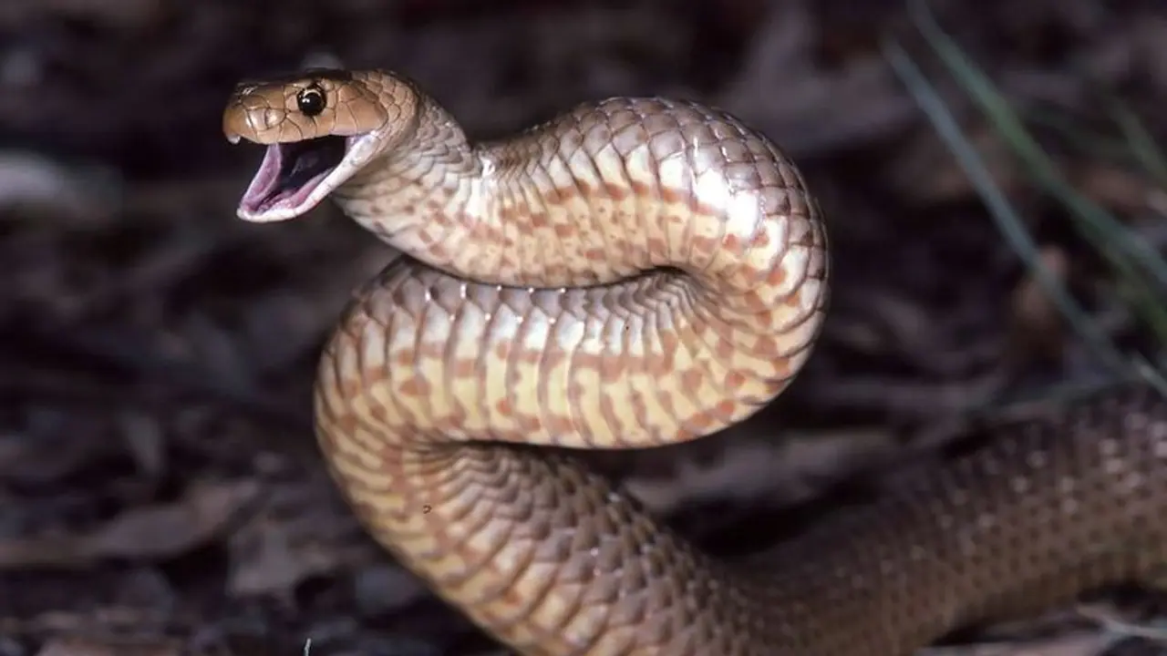 ಹಾವು ಕಚ್ಚಿದ್ರೆ ಏನಾಗಲ್ಲ ಎಂದು ಹುಚ್ಚಾಟ ಆಡಿದವ ಹಾವು ಕಚ್ಚಿ ಸಾವು! ಹಾವು ಕಚ್ಚಿದ್ರೆ ಏನಾಗಲ್ಲ ಎಂದು ಹುಚ್ಚಾಟ ಆಡಿದವ ಹಾವು ಕಚ್ಚಿ ಸಾವು!