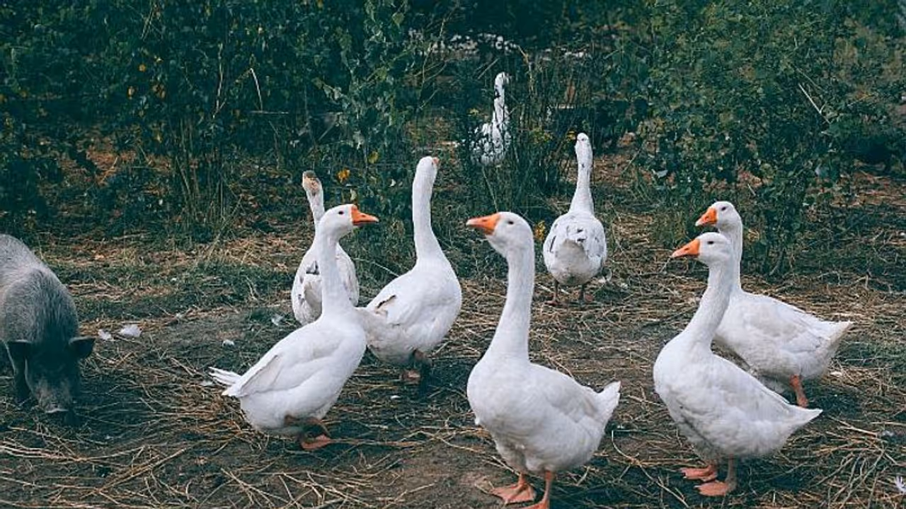 Bird flu outbreak: Centre rushes experts to Kerala and Haryana Bird flu outbreak: Centre rushes experts to Kerala and Haryana