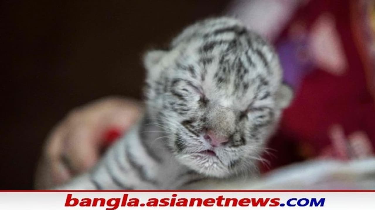 মা মুখ ফিরিয়ে নিয়েছে, তাই সাদা বাঘের বাচ্চা বড় হচ্ছে 'যশোদা' মায়ের কাছে মা মুখ ফিরিয়ে নিয়েছে, তাই সাদা বাঘের বাচ্চা বড় হচ্ছে 'যশোদা' মায়ের কাছে