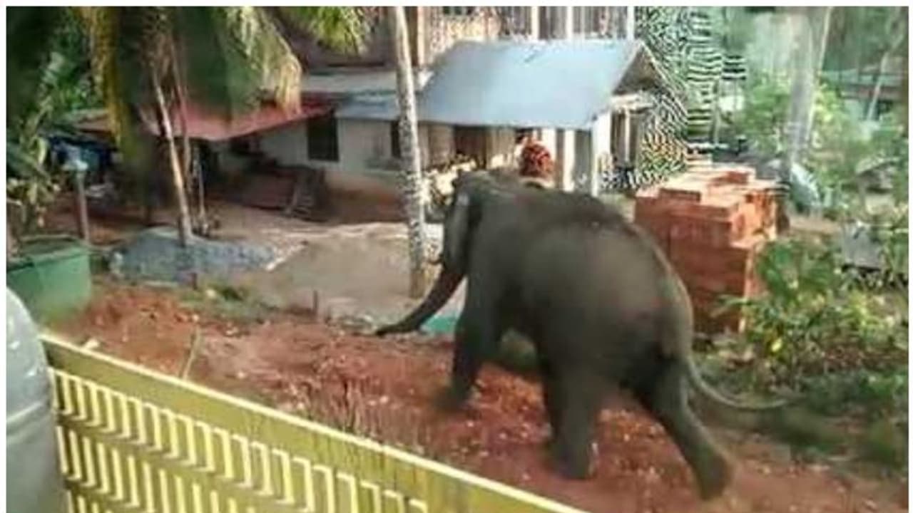 അക്രമകാരികളായ വന്യജീവികളെ നേരിടുന്നതിൽ പഞ്ചായത്തുകൾക്ക് തീരുമാനമെടുക്കാം: കേന്ദ്രം