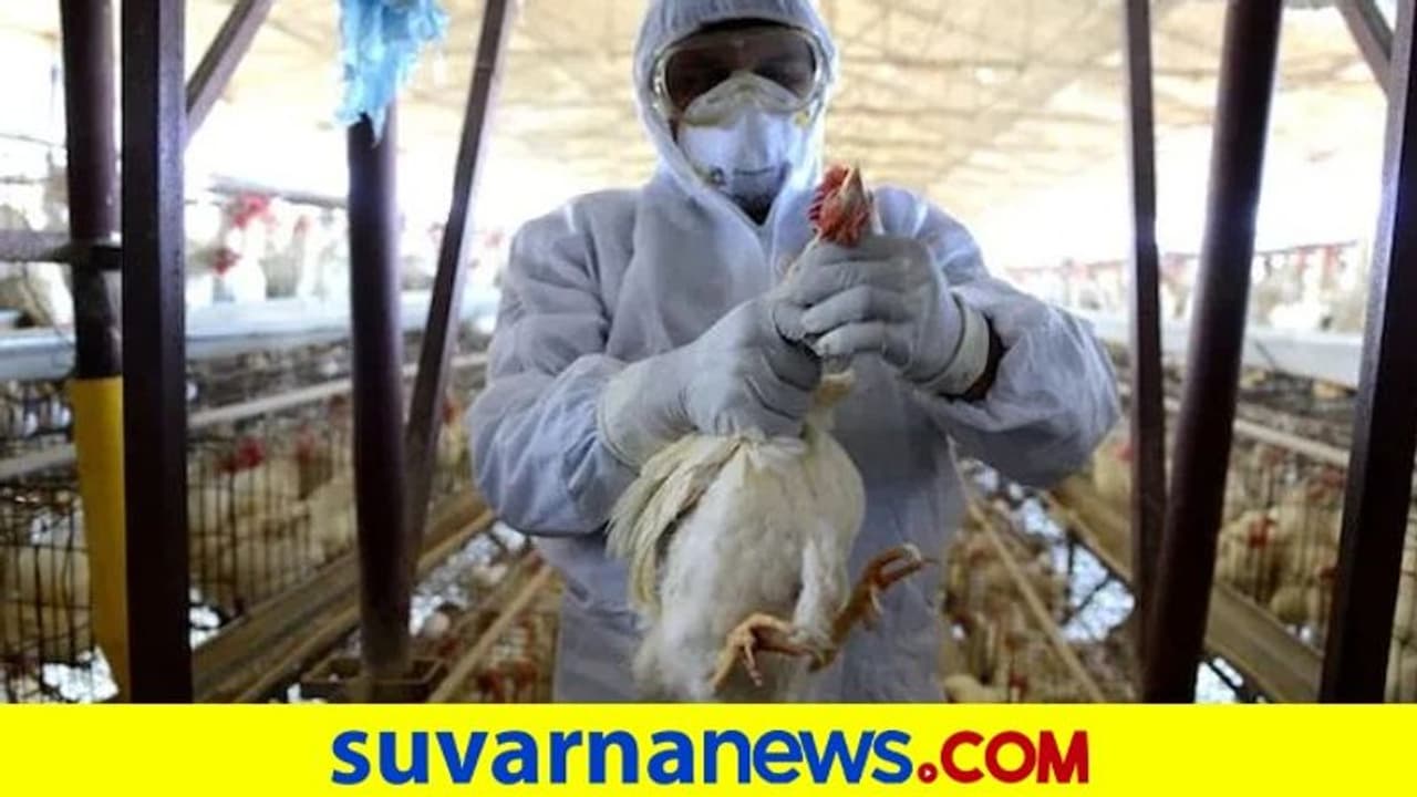 ಹಕ್ಕಿ ಜ್ವರ: 5 ಜಿಲ್ಲೆಗಳಲ್ಲಿ ಕಟ್ಟೆಚ್ಚರ, ನಿಮ್ಮ ಜಿಲ್ಲೆ ಇದ್ಯಾ..?