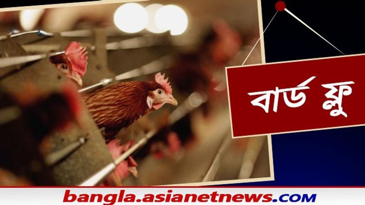 করোনার মত বার্ড ফ্লুর সঙ্গেও জড়িয়ে রয়েছে চিনের নাম, লক্ষণ থেকে ইতিহাস জেনে নিন সবকিছু করোনার মত বার্ড ফ্লুর সঙ্গেও জড়িয়ে রয়েছে চিনের নাম, লক্ষণ থেকে ইতিহাস জেনে নিন সবকিছু