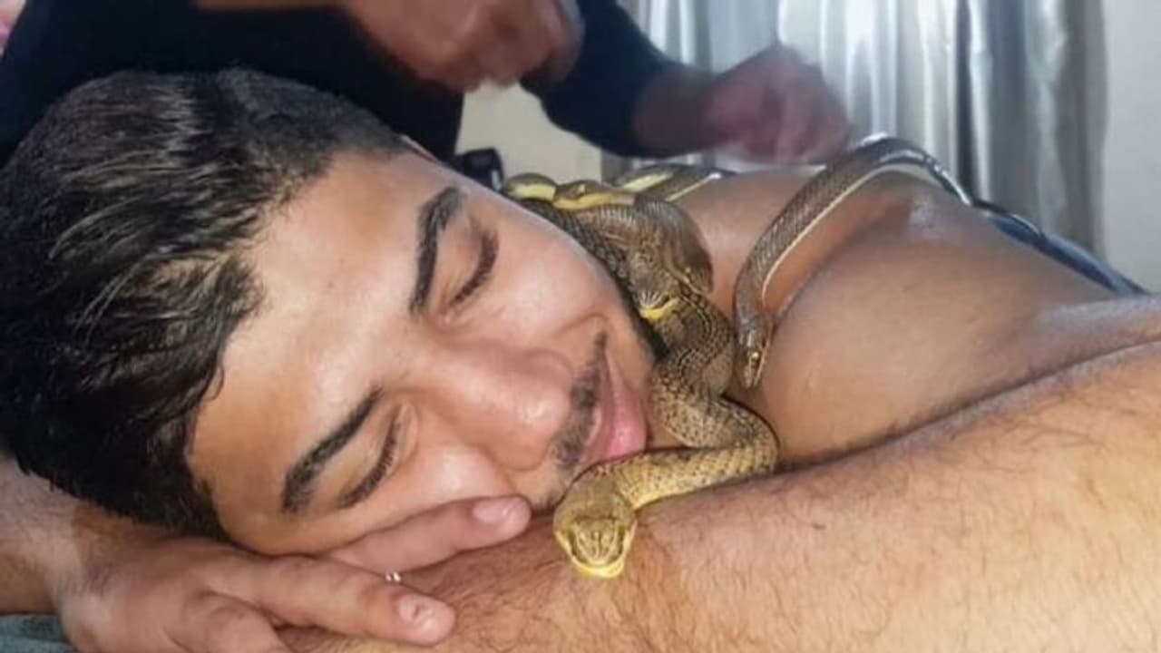 നിറയെ പാമ്പുകളെവച്ച് ഒരു മസാജ്, സങ്കൽപ്പിക്കാനാവുമോ? ഈ സ്പായിൽ മസാജ് ചെയ്യുന്നത് പാമ്പുകളാണ്...