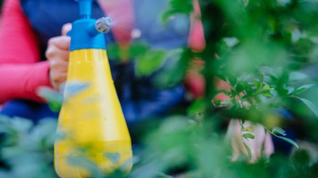 മുഞ്ഞകള്ക്കെതിരെ അതിരാവിലെ കീടനാശിനി പ്രയോഗിക്കാം; വെള്ളം സ്പ്രേ ചെയ്ത് കീടങ്ങളെ തുരത്താം മുഞ്ഞകള്ക്കെതിരെ അതിരാവിലെ കീടനാശിനി പ്രയോഗിക്കാം; വെള്ളം സ്പ്രേ ചെയ്ത് കീടങ്ങളെ തുരത്താം