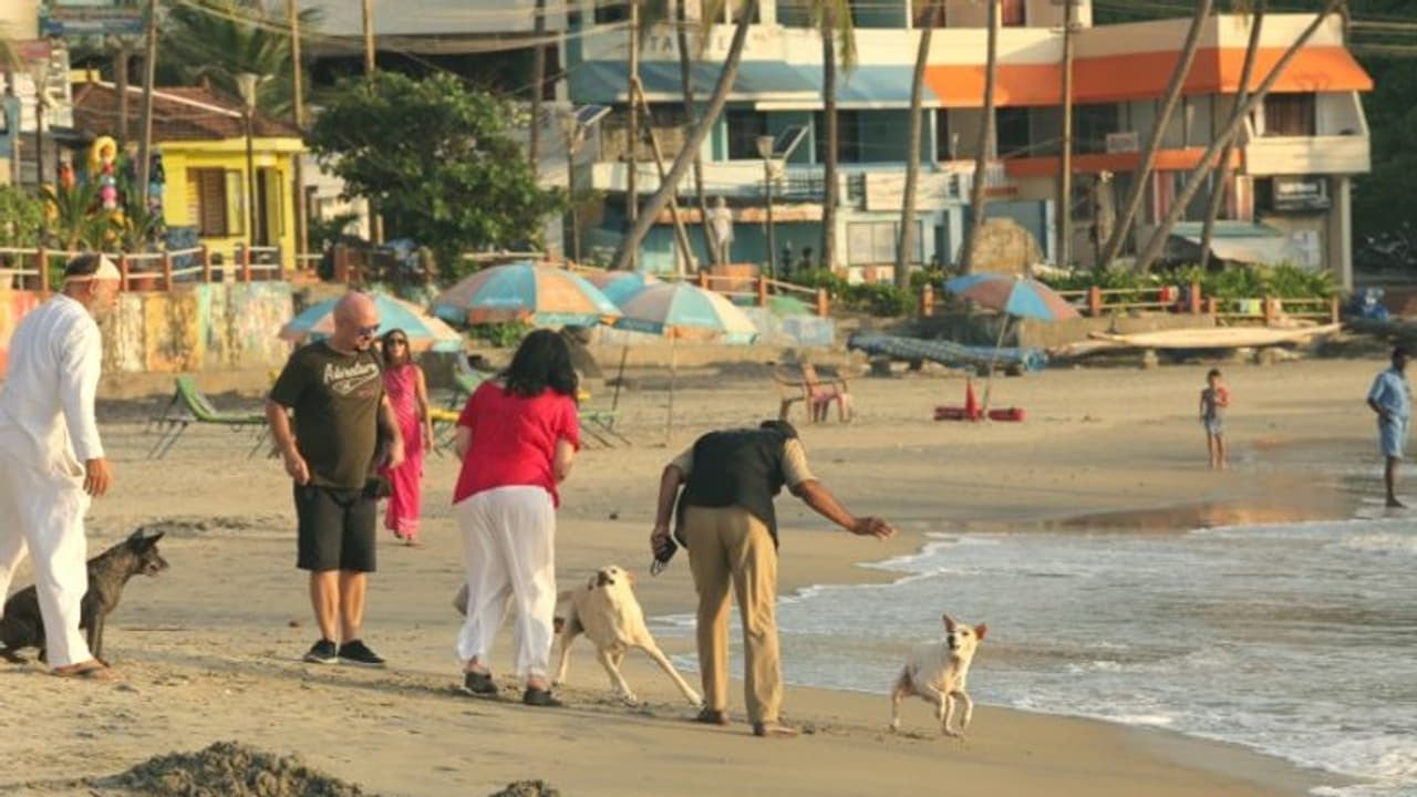 Stray Dogs in Kovalam