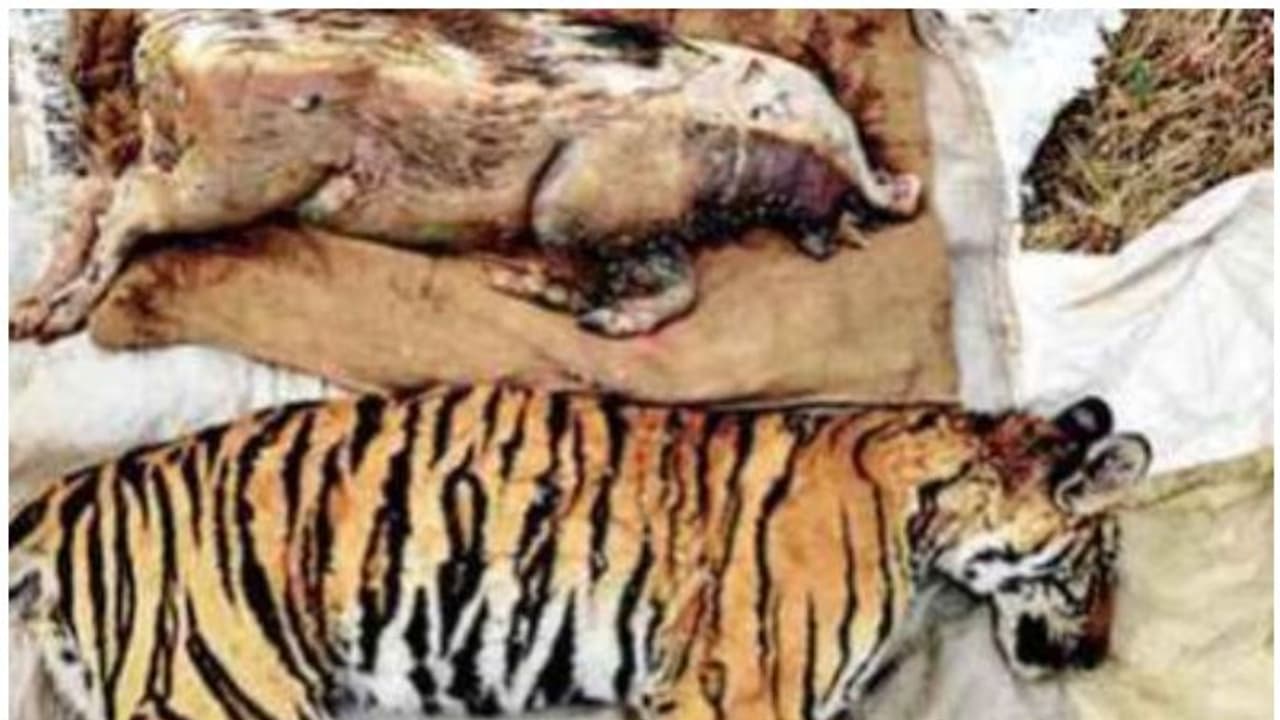 വേട്ടക്കിറങ്ങിയ കടുവയും ഇരയായ കാട്ടുപന്നിയും കിണറ്റില് വീണ് ചത്തു വേട്ടക്കിറങ്ങിയ കടുവയും ഇരയായ കാട്ടുപന്നിയും കിണറ്റില് വീണ് ചത്തു