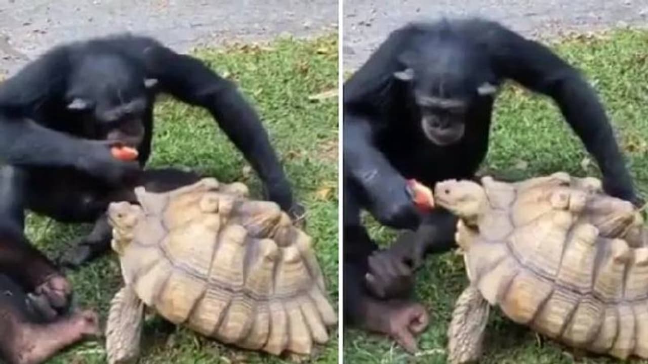 സഹജീവിസ്‌നേഹവും കരുതലും പഠിപ്പിക്കുന്ന ദൃശ്യം; വൈറലായി വീഡിയോ