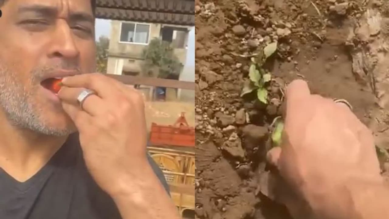 মাঠ থেকে ফল কুড়িয়ে খাচ্ছেন ধোনি, ভিডিও ভাইরাল নেট দুনিয়ায় মাঠ থেকে ফল কুড়িয়ে খাচ্ছেন ধোনি, ভিডিও ভাইরাল নেট দুনিয়ায়