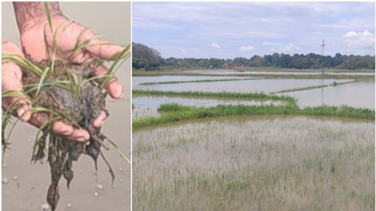 ആമ്പടവം പാടശേഖരത്ത് വെള്ളം കയറി 50 ഏക്കറോളം വയല് നശിച്ചു ആമ്പടവം പാടശേഖരത്ത് വെള്ളം കയറി 50 ഏക്കറോളം വയല് നശിച്ചു