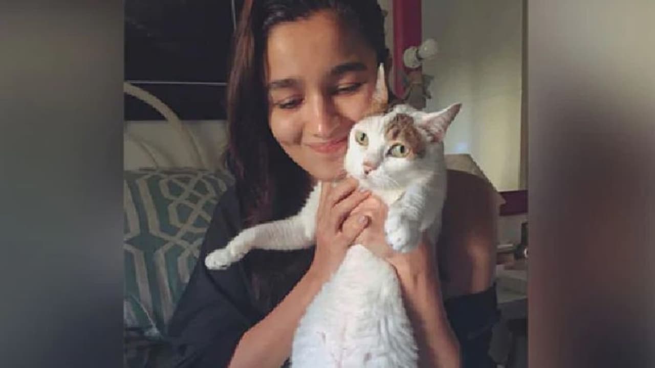 പ്രിയപ്പെട്ട പൂച്ചയുടെ വേര്പാട്; വേദന പങ്കിട്ട് ആലിയ ഭട്ട് പ്രിയപ്പെട്ട പൂച്ചയുടെ വേര്പാട്; വേദന പങ്കിട്ട് ആലിയ ഭട്ട്