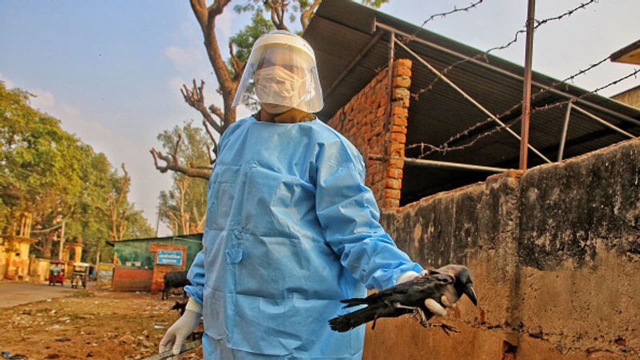 H5N1 பறவைக் காய்ச்சல் கொரோனாவை விட அபாயமான பெருந்தொற்று; வெள்ளை மாளிகை அலர்ட்!