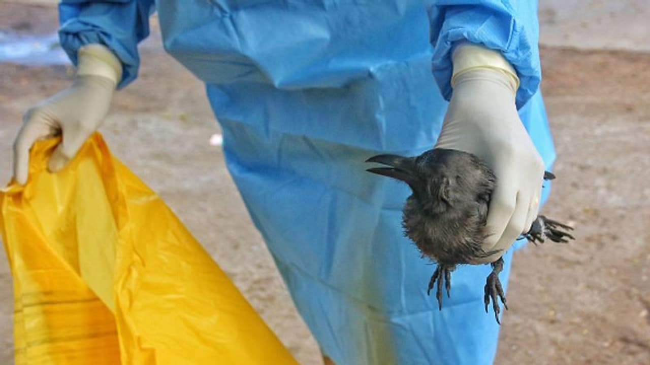 'ಹಕ್ಕಿ ಜ್ವರದಿಂದ ಕಾಗೆ, ವಲಸೆ ಹಕ್ಕಿಗಳು ಸತ್ತಿಲ್ಲ'