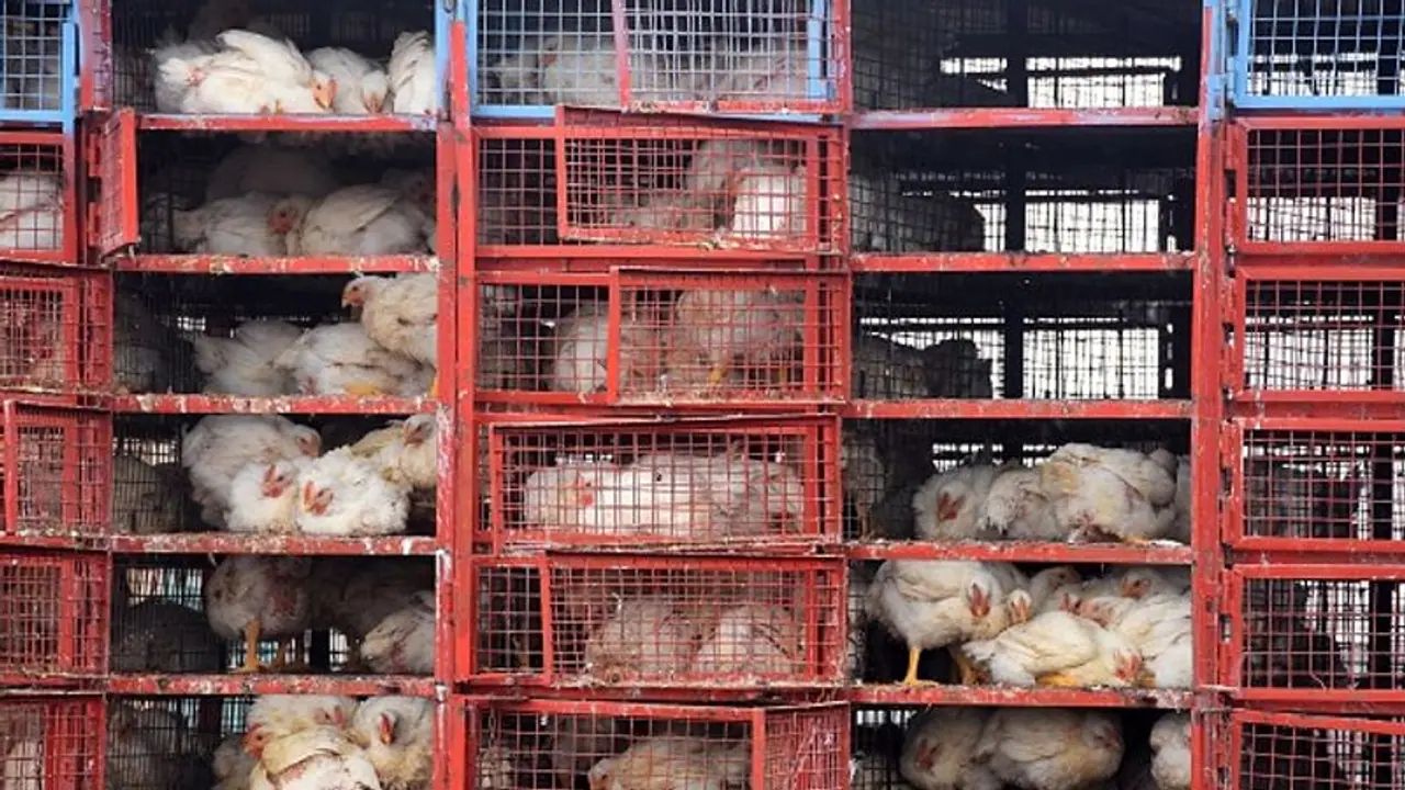 'തീറ്റ' ചതിച്ചു, മൃഗശാലകളിൽ പക്ഷിപ്പനി; ചത്തത് 47 കടുവകൾ, 3 സിംഹങ്ങൾ,1 പുള്ളിപ്പുലി, ജീവനക്കാർ ഐസൊലേഷനിൽ