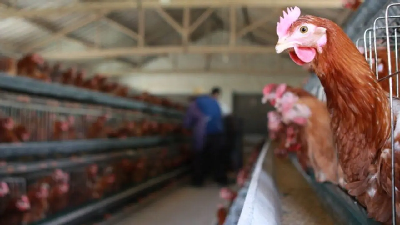 মহামারির মধ্যেই বার্ড ফ্লু সংক্রমণ উদ্বেগ বাড়াচ্ছে, পরিস্থিতি নিয়ে উচ্চ পর্যায়ের বৈঠক মহামারির মধ্যেই বার্ড ফ্লু সংক্রমণ উদ্বেগ বাড়াচ্ছে, পরিস্থিতি নিয়ে উচ্চ পর্যায়ের বৈঠক