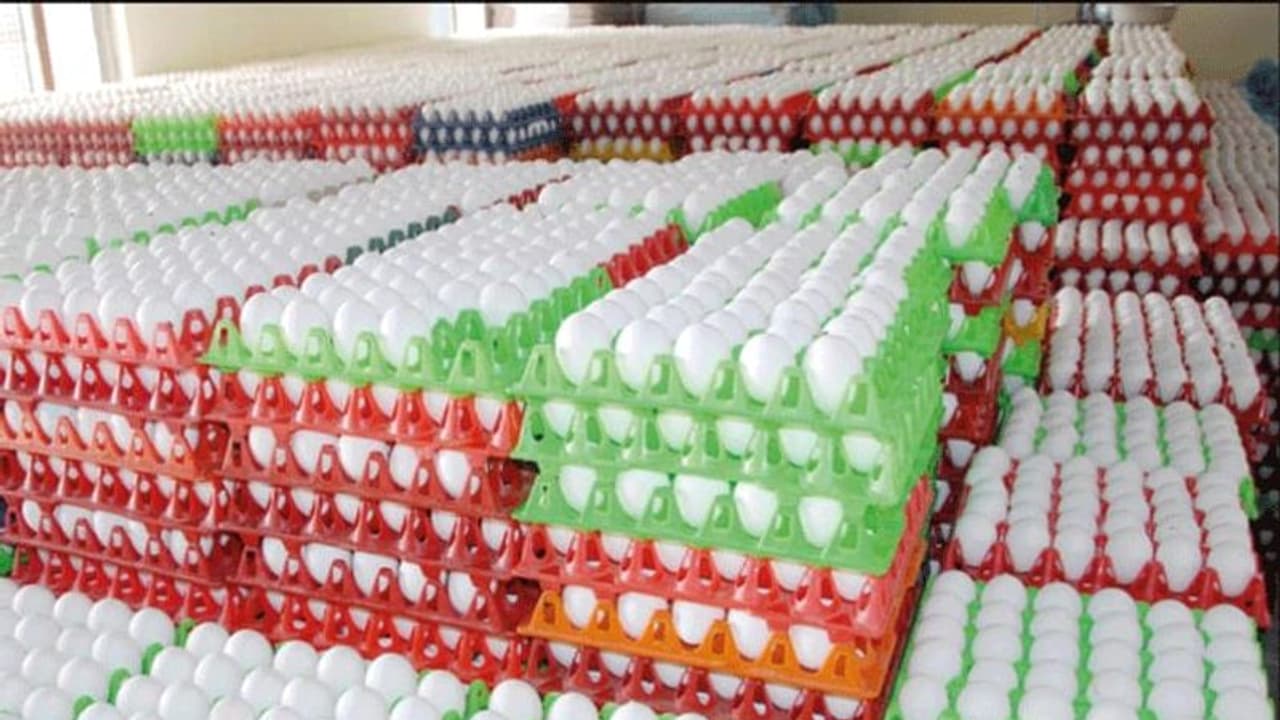 ಹಕ್ಕಿ ಜ್ವರ ಭೀತಿ: ಚಿಕನ್, ಮೊಟ್ಟೆ ಪೂರ್ತಿ ಸುರಕ್ಷಿತ! ಹಕ್ಕಿ ಜ್ವರ ಭೀತಿ: ಚಿಕನ್, ಮೊಟ್ಟೆ ಪೂರ್ತಿ ಸುರಕ್ಷಿತ!