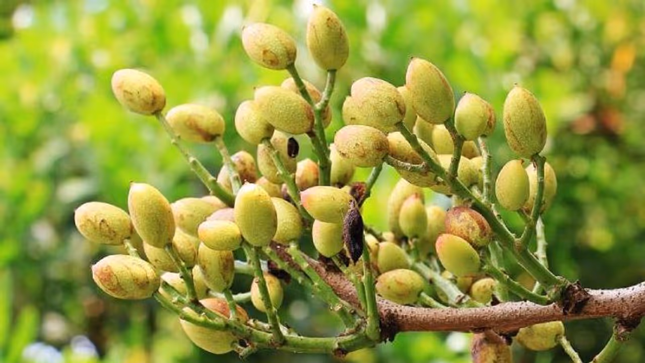 പിസ്ത ജൈവരീതിയില്‍ നമുക്കും കൃഷി ചെയ്യാം; ആദ്യ വിളവെടുപ്പിനായി ഏഴ് വര്‍ഷങ്ങള്‍