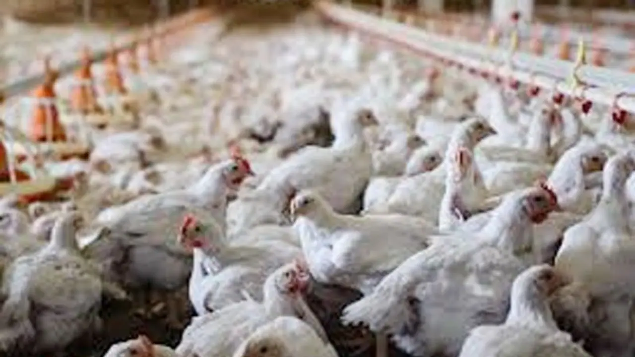 ഫ്രാൻസിൽ നിന്നുള്ള കോഴിയിറച്ചിക്കും മുട്ടക്കും സൗദി അറേബ്യയിൽ വിലക്ക് 