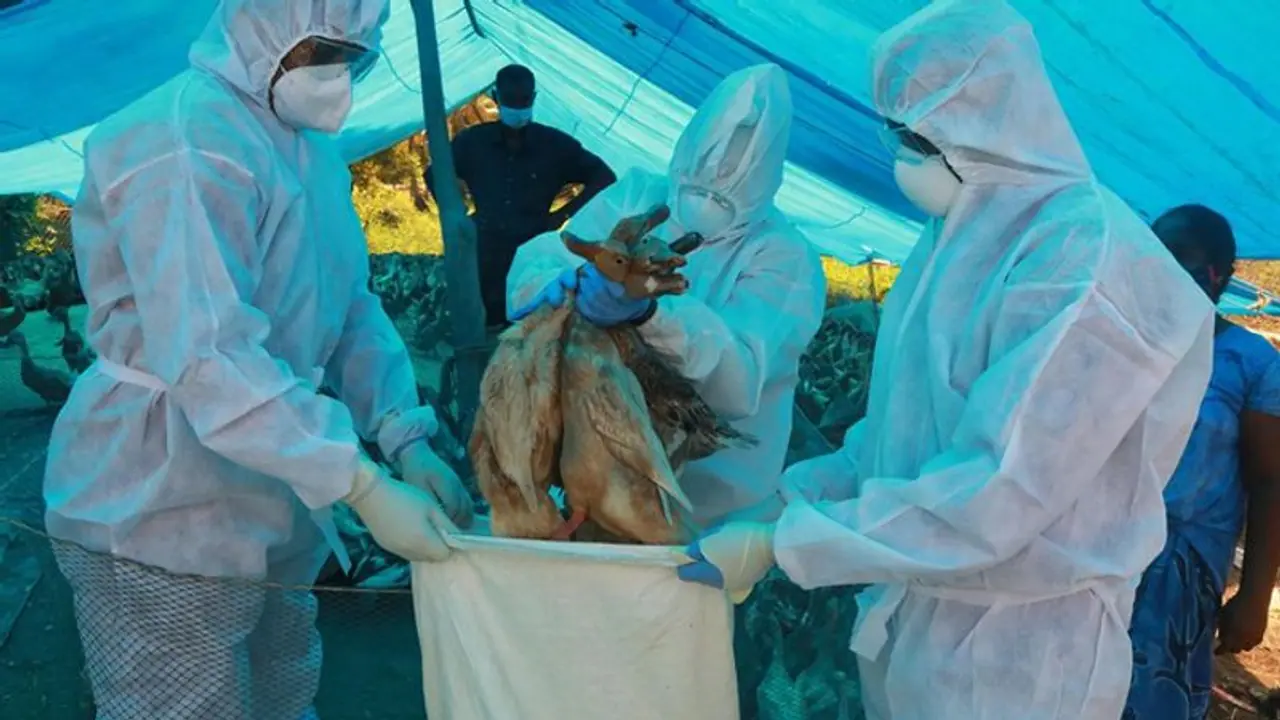 उत्तर प्रदेश समेत 7 राज्यों में पहुंचा Bird Flu, मप्र के 13 जिलों में दस्तक; कानपुर का चिड़ियाघर बंद उत्तर प्रदेश समेत 7 राज्यों में पहुंचा Bird Flu, मप्र के 13 जिलों में दस्तक; कानपुर का चिड़ियाघर बंद