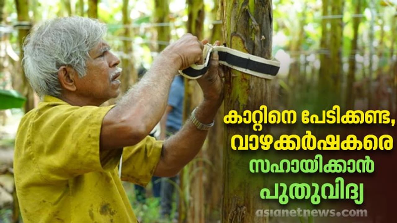 അതിശക്തമായ കാറ്റിലും വാഴ ഒടിയാതിരിക്കാനുള്ള വിദ്യ; വാഴക്കര്‍ഷകര്‍ക്ക് പണവും സമയവും ലാഭിക്കാം