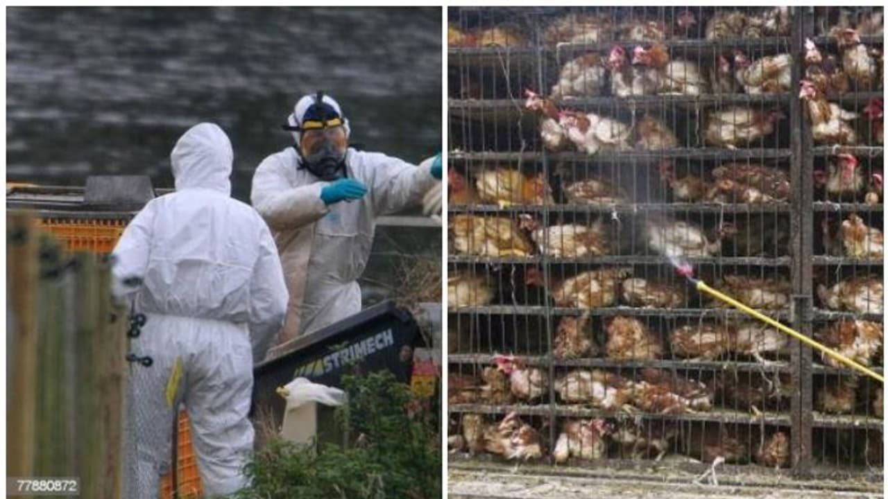 ഏഴ് സംസ്ഥാനങ്ങളിൽ പക്ഷിപ്പനി; രാജ്യത്ത് അതീവ ജാഗ്രത