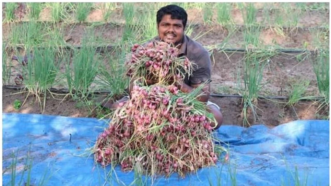 വേണമെങ്കില് ഉള്ളി പഞ്ചാരമണലിലും; നേട്ടം കൊയ്ത് യുവ കര്ഷകന് വേണമെങ്കില് ഉള്ളി പഞ്ചാരമണലിലും; നേട്ടം കൊയ്ത് യുവ കര്ഷകന്