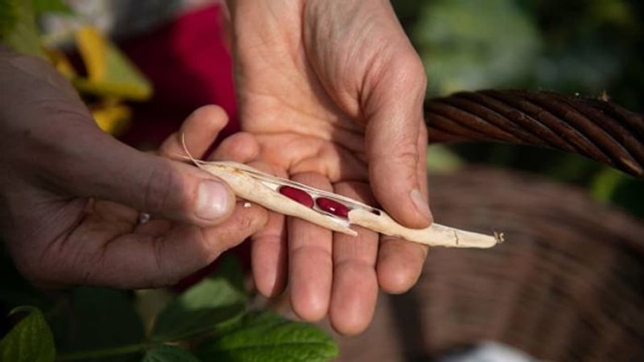 രാജ്മ അഥവാ കിഡ്നി ബീന്സ് പോളിഹൗസില് വളര്ത്തി വിളവെടുക്കാം രാജ്മ അഥവാ കിഡ്നി ബീന്സ് പോളിഹൗസില് വളര്ത്തി വിളവെടുക്കാം