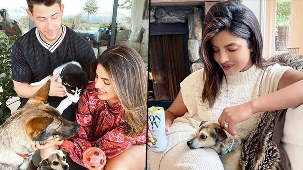 Priyanka Chopra mother of 3 furry babies shares her reason for loving dogs